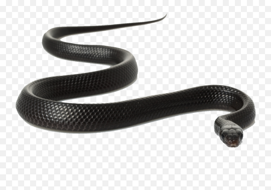 Black Snake Transparent Background - Black Rat Snake Clipart Png,Snake Transparent