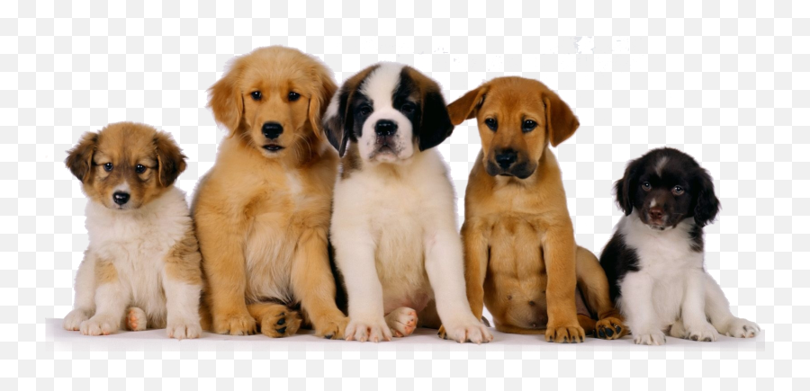 Puppies Png Photo