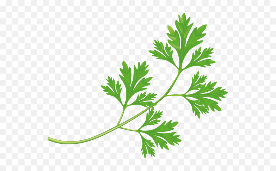 Free Vector Vegetables Transparent Png - Green Herbs,Parsley Png