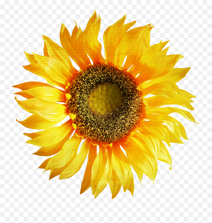 Sunflower Png Image Clipart - Sunflower Art Transparent,Transparent Sunflowers