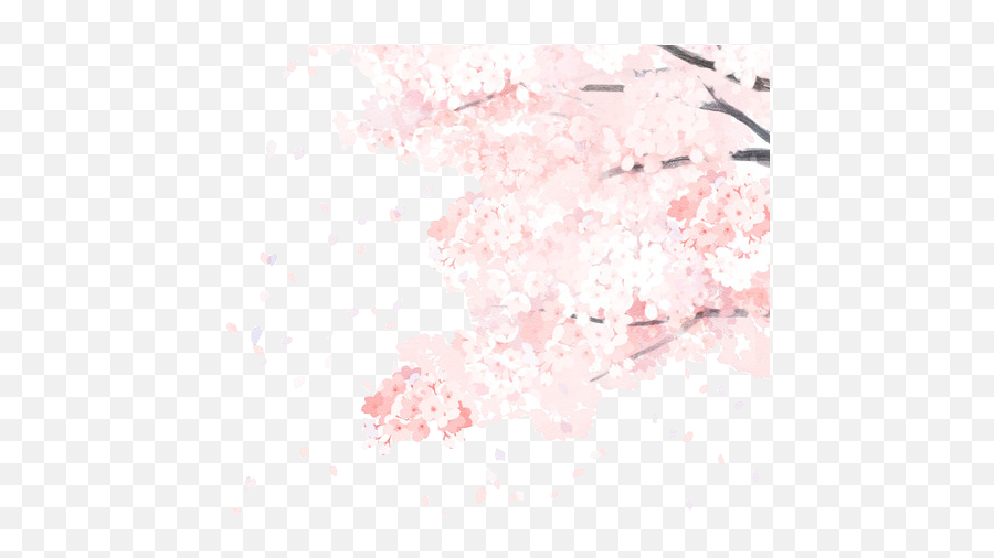 Image 215 - Cherry Blossom Tumblr Transparent Png,Cherry Blossoms Transparent