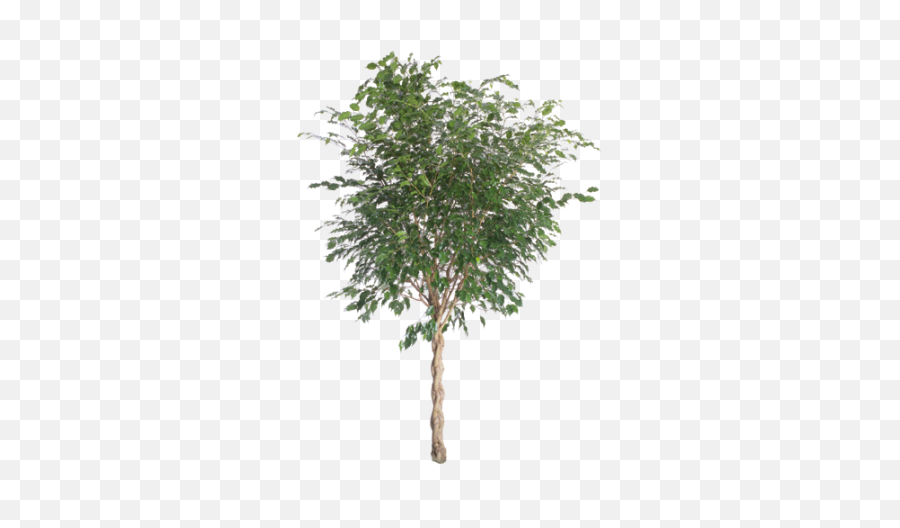 Ficus Benjamina - River Birch Png,Aspen Tree Png
