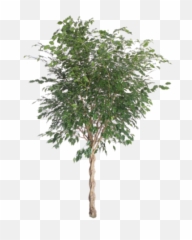 Ficus Benjamina - River Birch Png,Aspen Tree Png