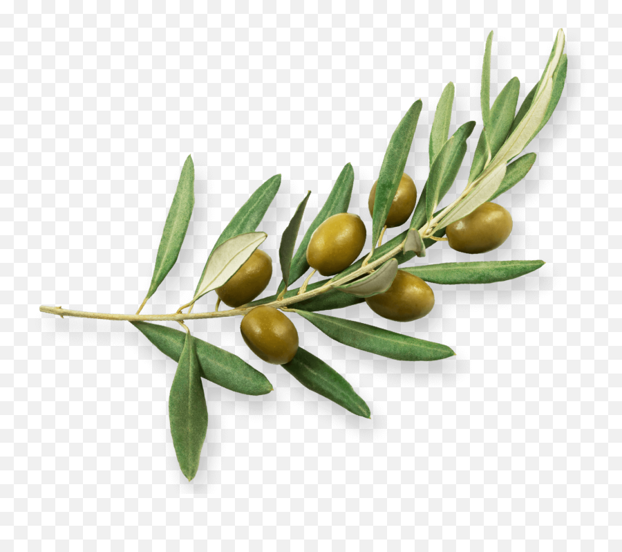 Olives - Olive Png,Tree Bark Png
