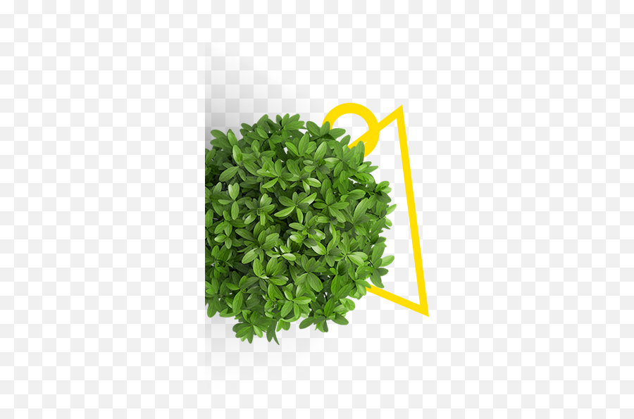 Index Of Images - Transparent Plant Top View Png,Payday 2 Icon 16x16