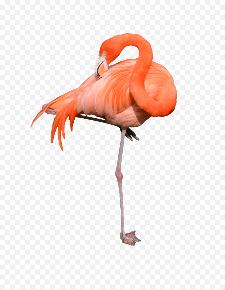 Flamingo Clipart Transparent Background - Flamingo Png,Flamingo Transparent Background