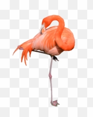 Flamingo Clipart Transparent Background - Flamingo Png,Flamingo Transparent Background