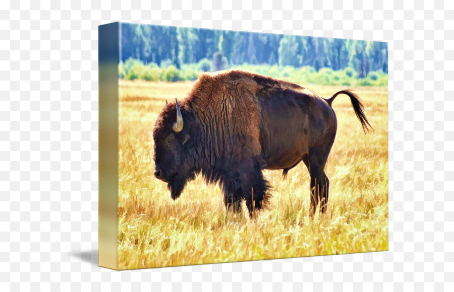 American Bison By - Bison Png,M Bison Png