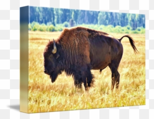 American Bison By - Bison Png,M Bison Png