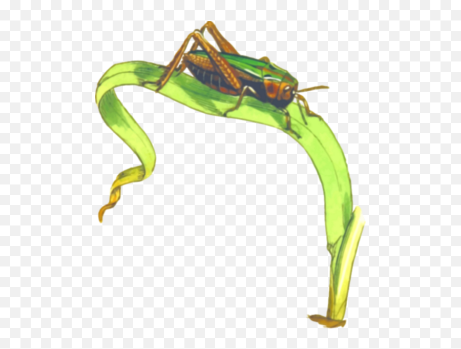 Common Green Grasshopper Free Svg - Locust Png,Grasshopper Png