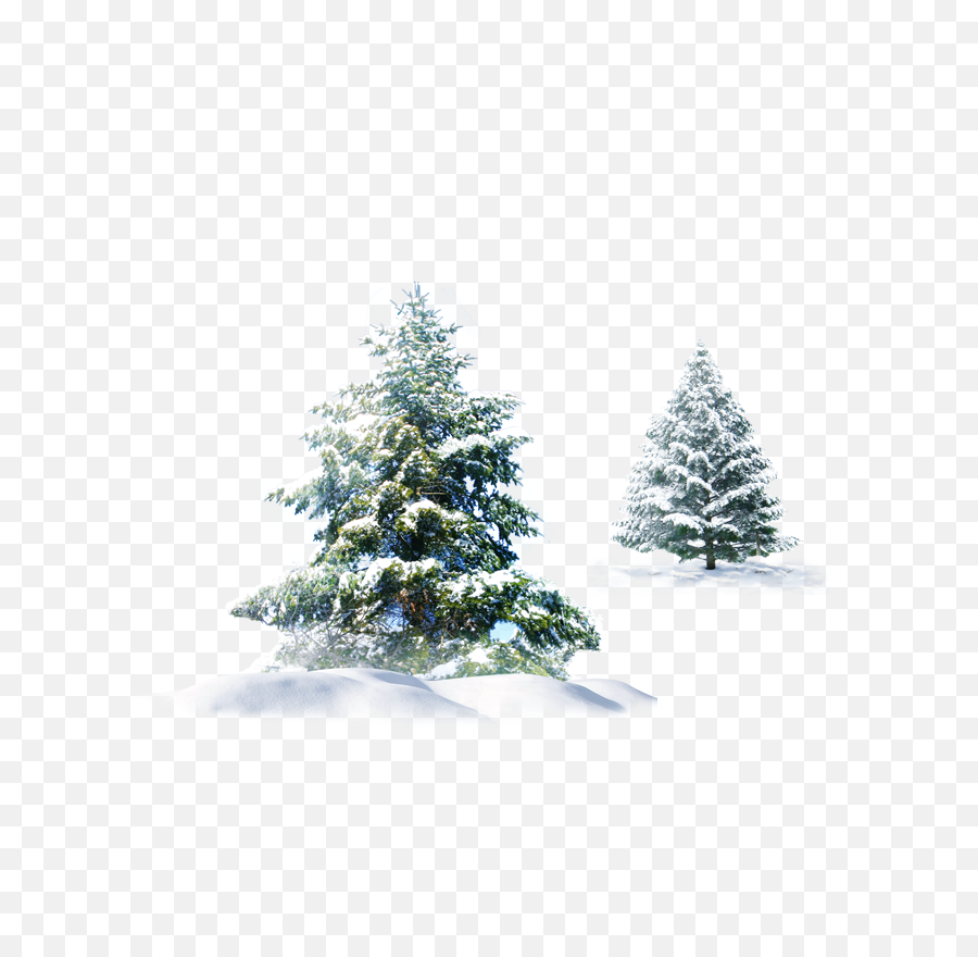 Trees Snow Christmas Evergreen Pine Spruce Png - Snowy Pine Tree Png,Evergreen Png