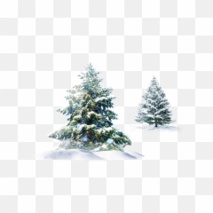 Trees Snow Christmas Evergreen Pine Spruce Png - Snowy Pine Tree Png