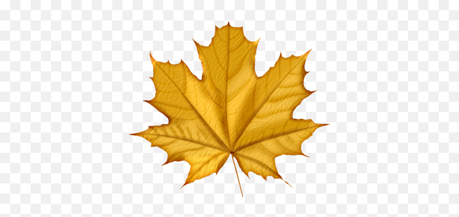 Download Autumn Leaves Png Icon - Purple Maple Leaf Png Green Colour Autumn Leaf,Autumn Leaf Png