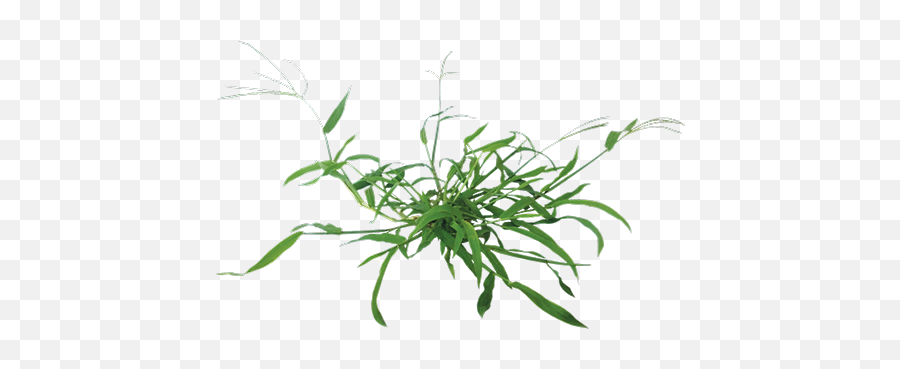 Garden Weed Transparent Png Clipart - Crabgrass Png,Weeds Png