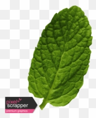Unwind - Elements Mint Leaf 01 graphic by Melo Vrijhof Bud png