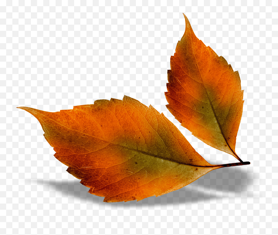Beautiful Fall Leaves Png Picture - Autumn Leaves Png,Fall Leave Png