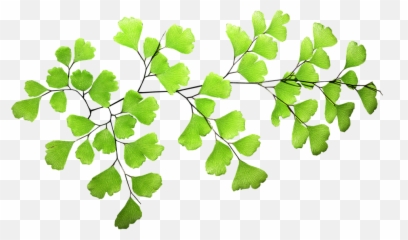 Fern Leaf Plant - Transparent png