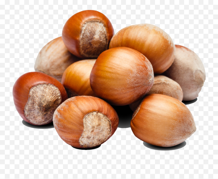 Vqm - Hazelnuts Nuts Transparent Png,Hazelnut Png