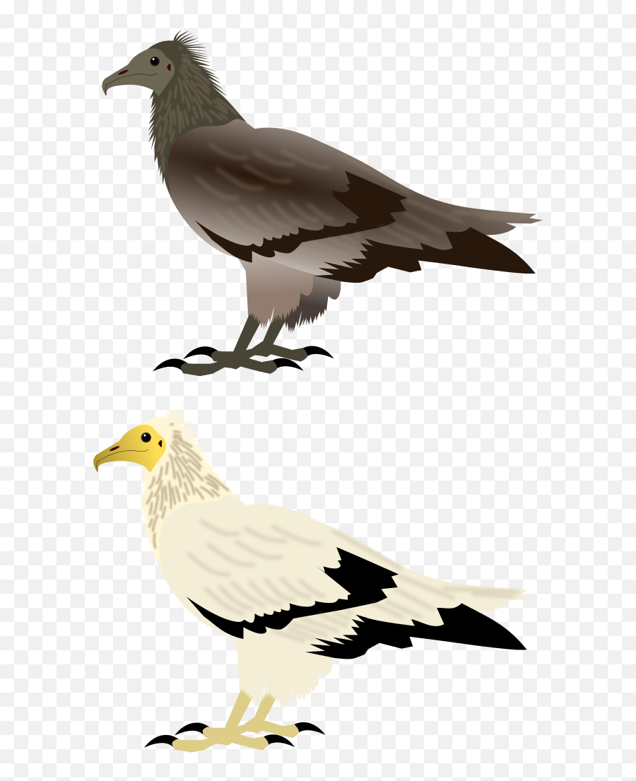 Egyptian Vulture - Bird Of Prey Png,Vulture Png