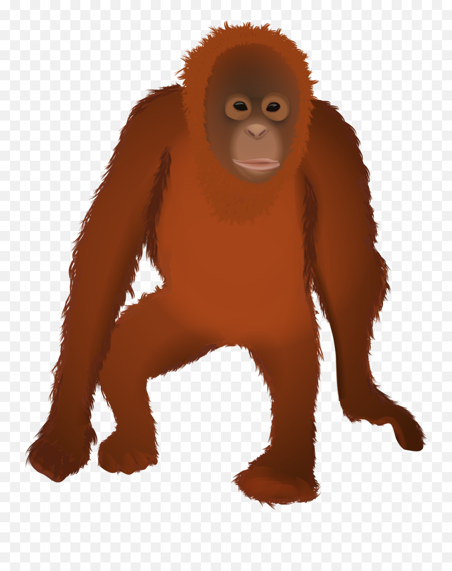Orangutan Png Clipart - Orangutan Clipart Png,Orangutan Png