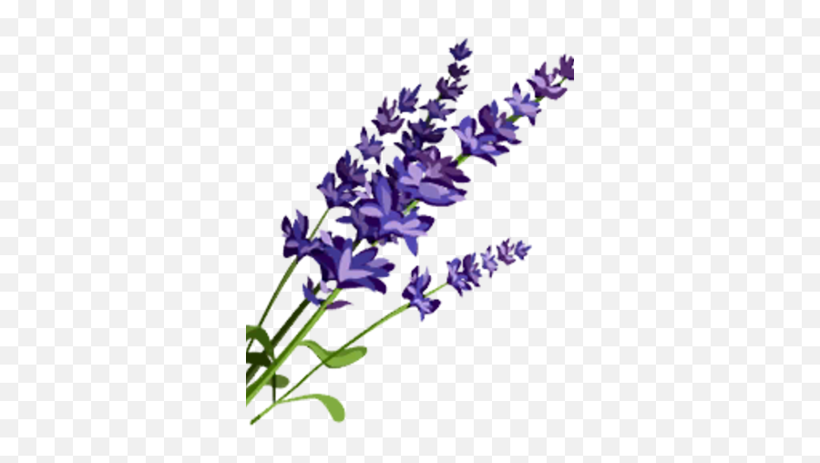 Lavender - Lavender Png,Lavender Png