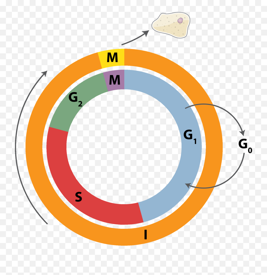 Filecell Cycle 3png - Wikimedia Commons Cell Cycle Example,Cycle Png