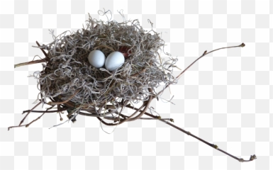 Nest Birds Nature - Twig Png,Bird Nest Png