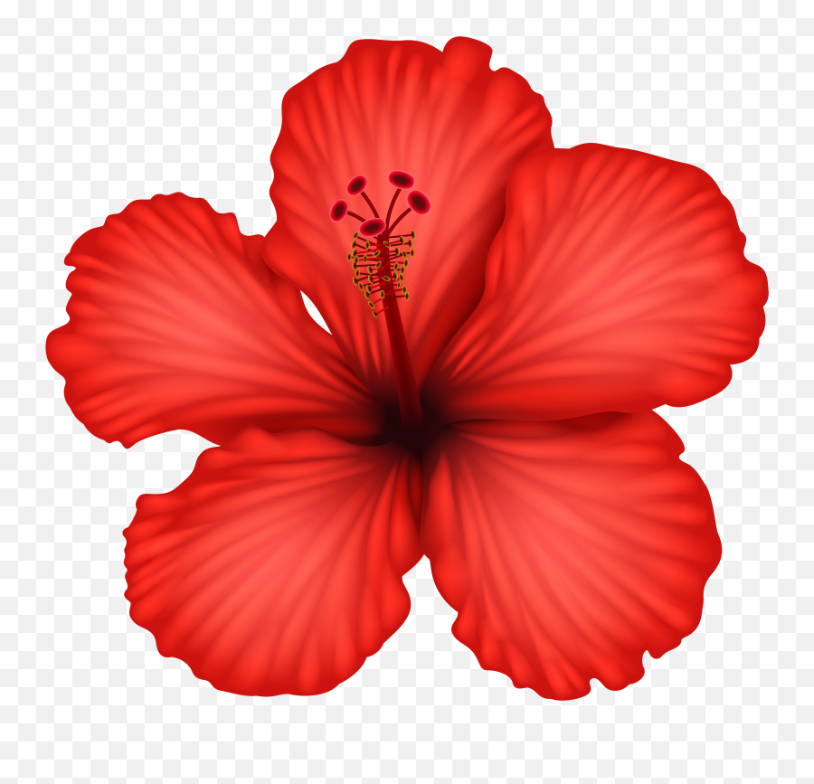 Red Hibiscus Png U0026 Free Hibiscuspng Transparent Images - Red Hibiscus Flower Drawing Color,Mandy Rose Png