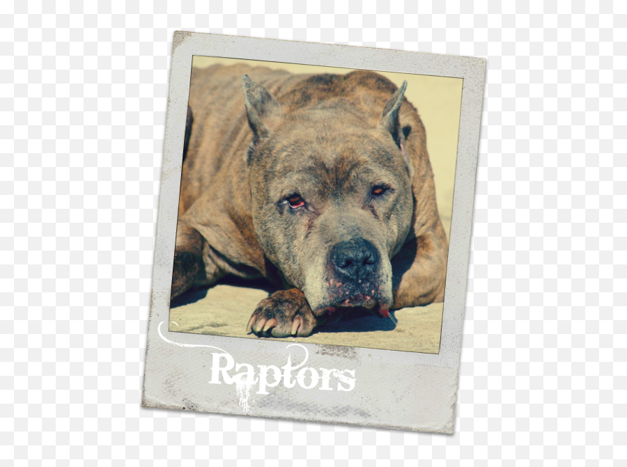 Download Hd Senior Pit Bull - Dog Transparent Png Image Pit Bull Rescue For Senior Dogs,Bull Dog Png