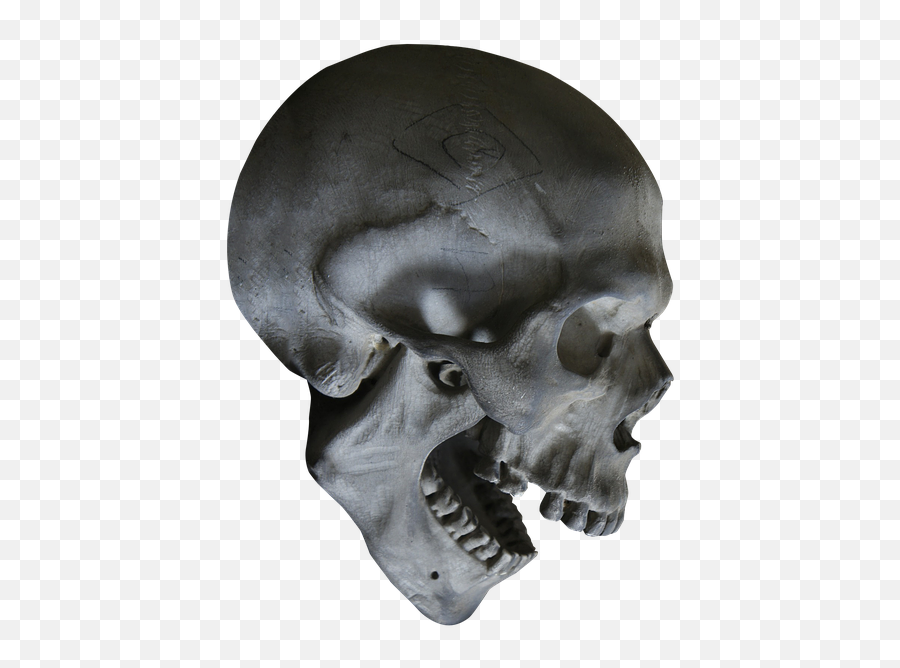 Halloween Skull Skeleton Head - Skeleton Head Png,Skeleton Head Png