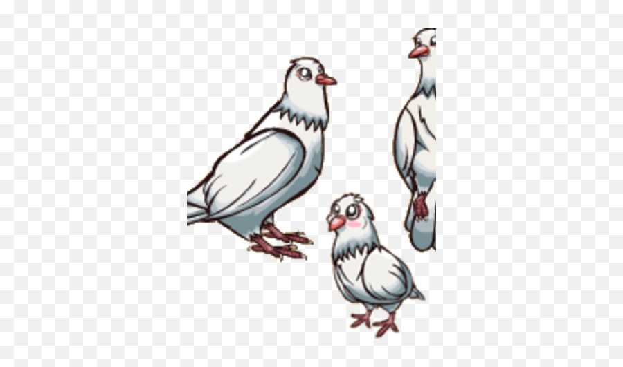 White Dove - Homing Pigeon Png,White Dove Png