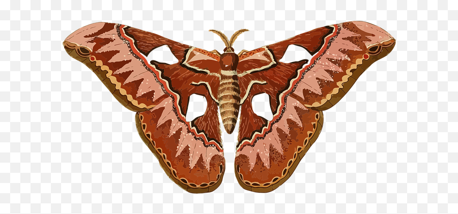 1 Free Moth Butterfly Images - Moth Clipart Png,Moth Transparent Background