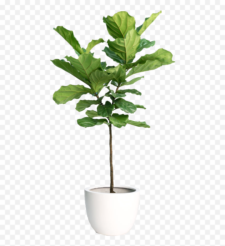 Download Free Png Hd Fiddle Leaf Fig Tree - Fiddle Leaf Fig Fiddle Leaf Fig Tree Png,Fiddle Png