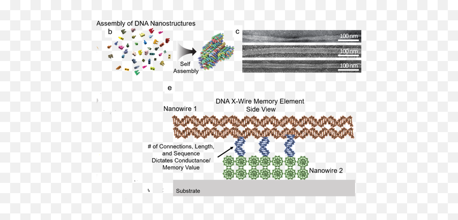 Nsf Funding Dna - Based Electrical Memory Project Emory Vertical Png,Dna Transparent