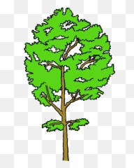 Aspen Tree Clipart - Cottonwood Png,Aspen Tree Png