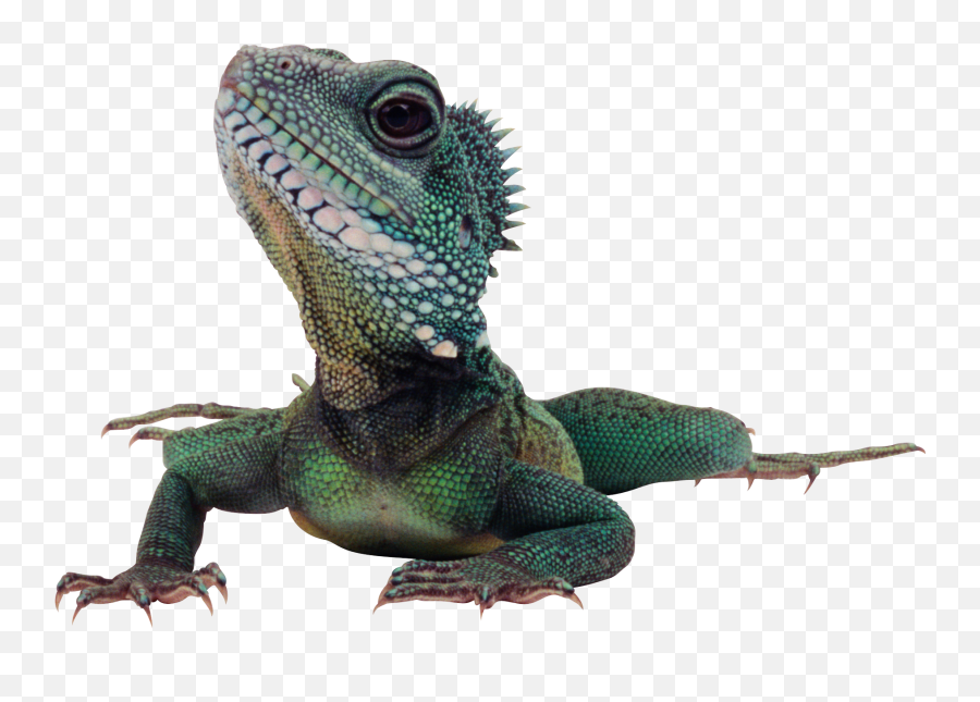 Lizards With Transparent Background Png - Lizard Png,Lizard Transparent