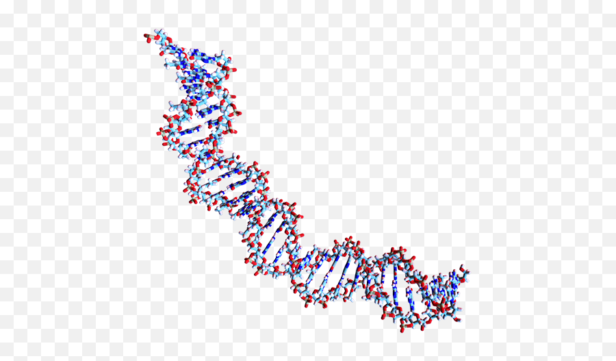 Dna Activity Description Deoxyribonucleic Acid - Dot Png,Dna Colorful Icon