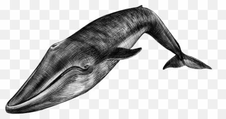 Uncategorized Archives Page 11 Of 15 The Atavist Magazine - Loneliest Whale 52 Blue png