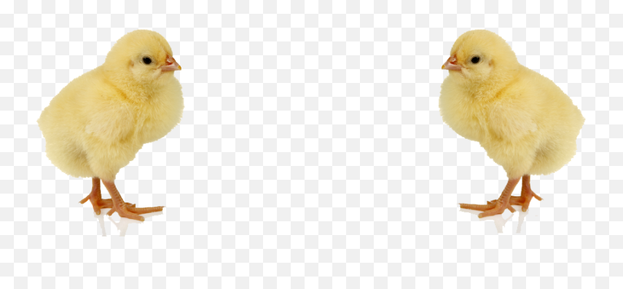 Baby Chicken Png Image - Baby Chicken Png,Chicken Png