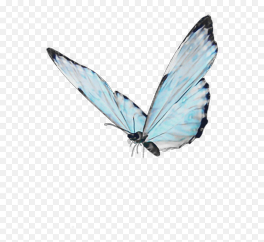 Blue Butterfly Soft Cute Aesthetic Goth - Png Buterfly,Blue Butterflies Png