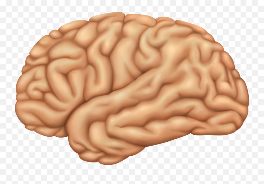 Human Brain Transparent Png Picture 470649 - Brain Lobes,Human Brain Png
