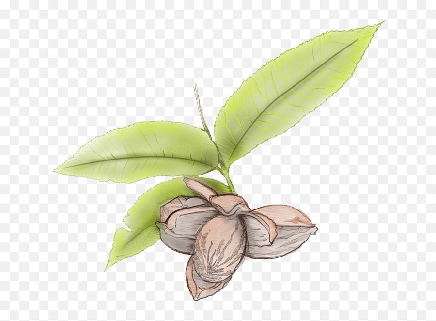 Clip Art Leaves Blowing In Wind Hojas En - Clip Art Library Pecan Leaves Png,Hojas Png