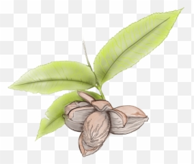 Clip Art Leaves Blowing In Wind Hojas En - Clip Art Library Pecan Leaves Png,Hojas Png