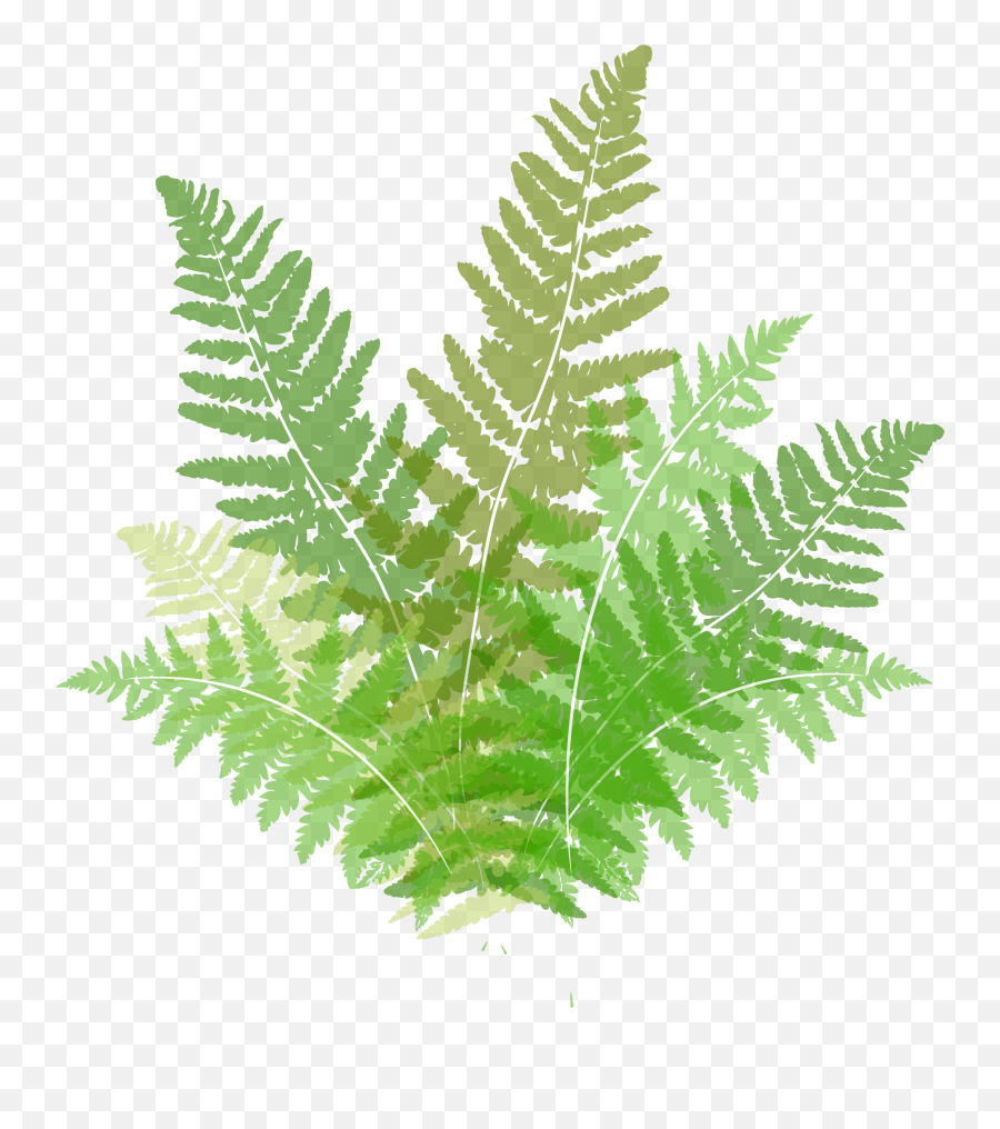 Picture - Ferns Clipart Png,Fern Png
