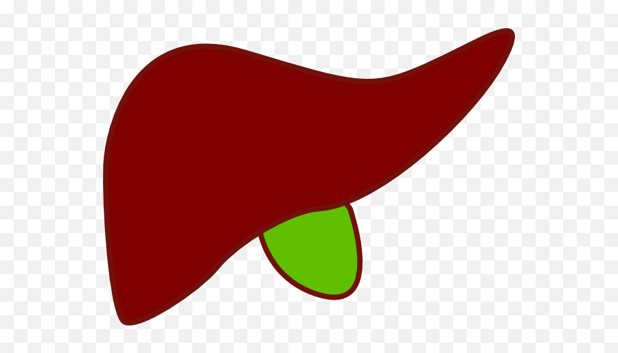 Download Graphic Black And White Stock - Liver And Gallbladder Clipart Png,Liver Png