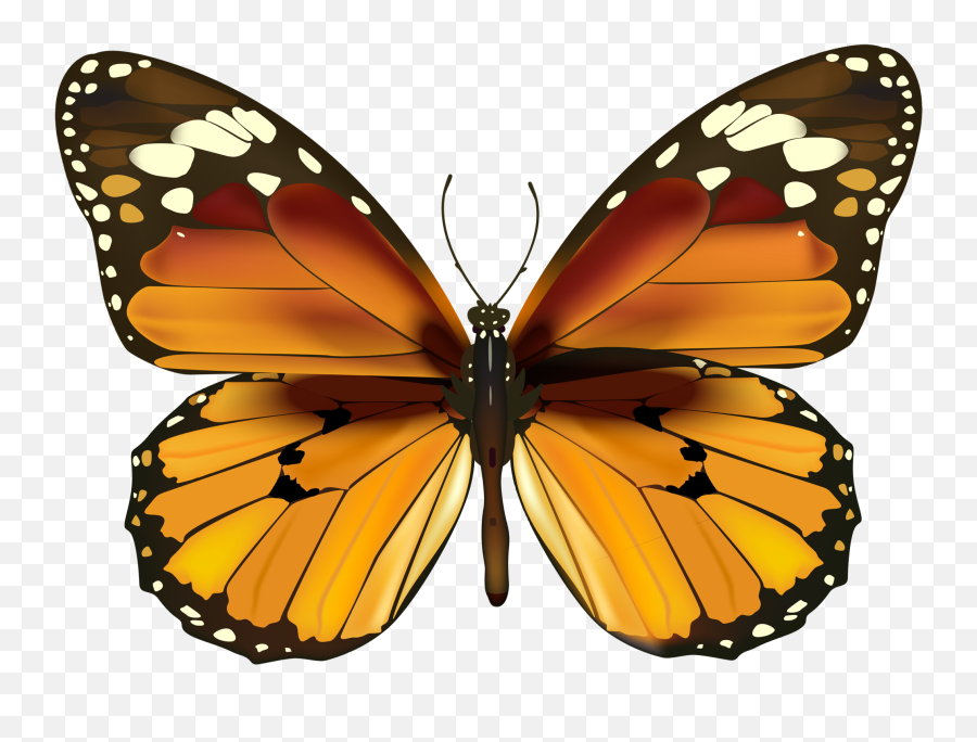 Yellow Butterfly Png Clipart Pictures - Realistic Red Butterfly Png,Butterfly Png Clipart