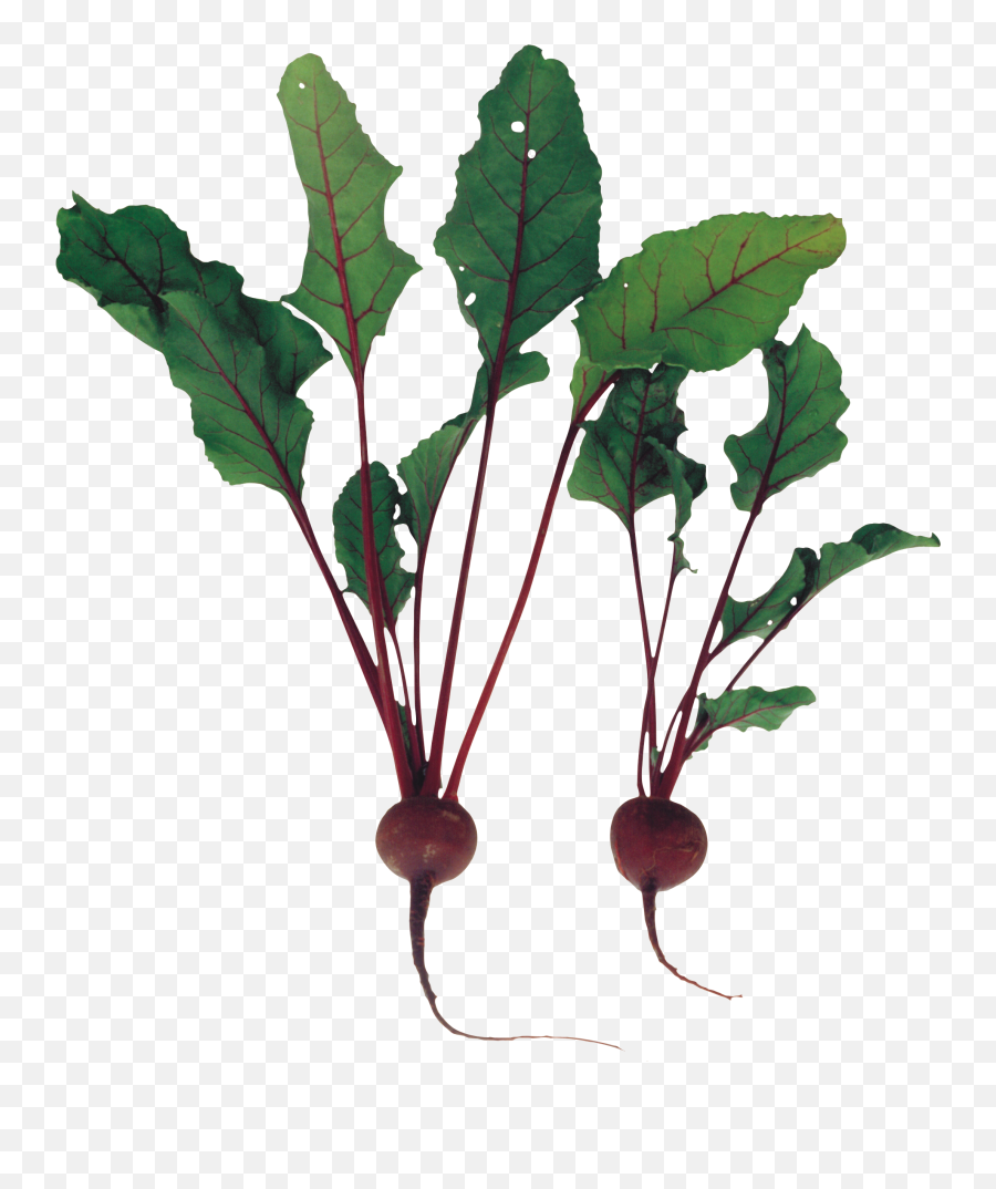 Beet Png Image For Free Download - Beet Plant Png,Beet Png