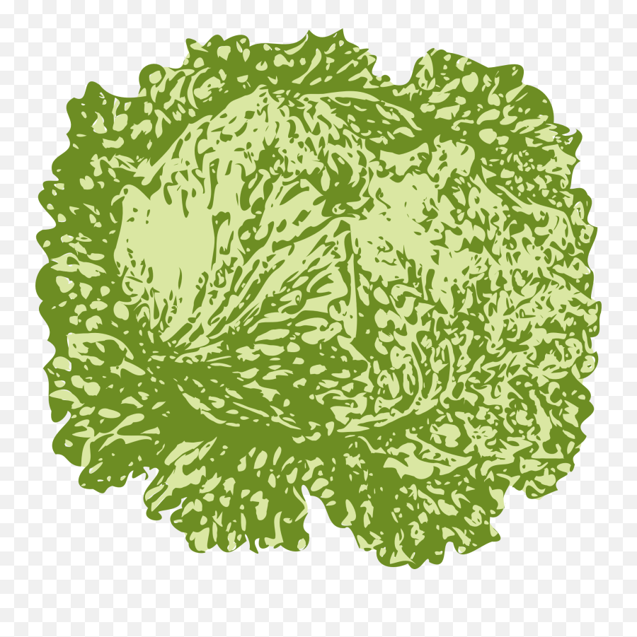 Iceberg Lettuce Green - Free Vector Graphic On Pixabay Slice Of Lettuce Png,Lettuce Png