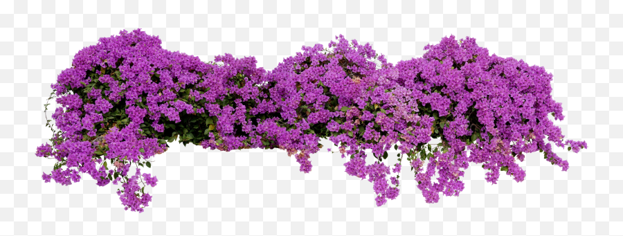 Sprinklers U0026 Landscaping Shoshone Id Green Cut - Bougainvillea Plant Cut Out Png,Bougainvillea Png