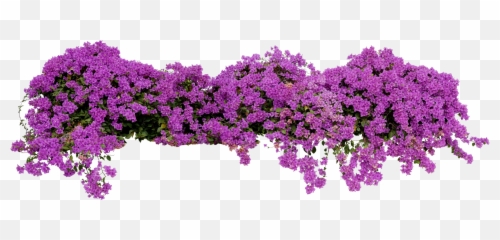 Sprinklers U0026 Landscaping Shoshone Id Green Cut - Bougainvillea Plant Cut Out Png,Bougainvillea Png